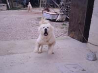 italian guardian dog